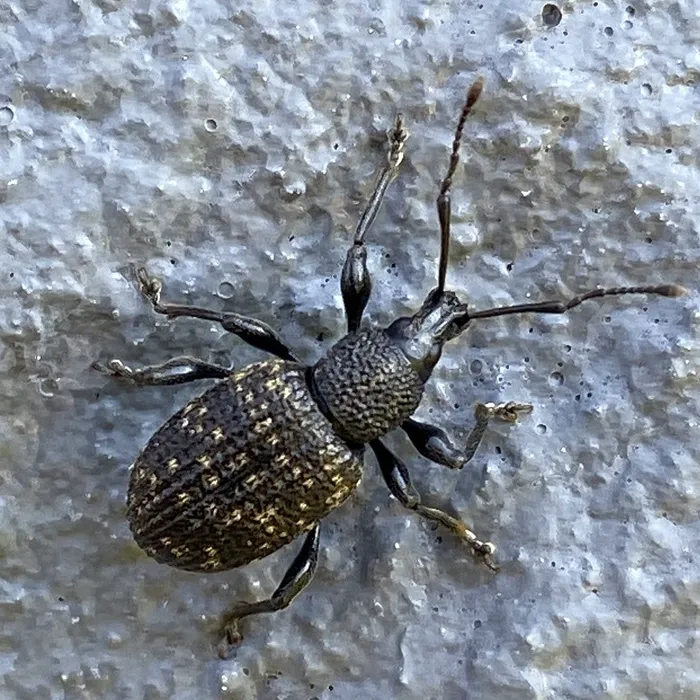 Black vine weevil on a gray stucco wall showing its elbowed antennae and pear-shaped body