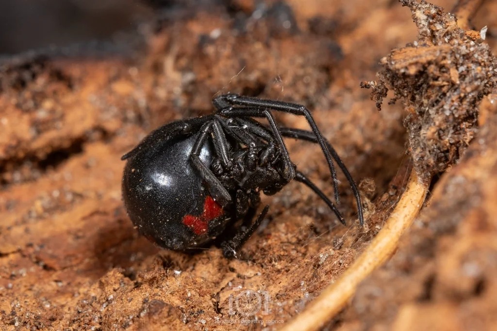 Black widow spider showing red hourglass marking
