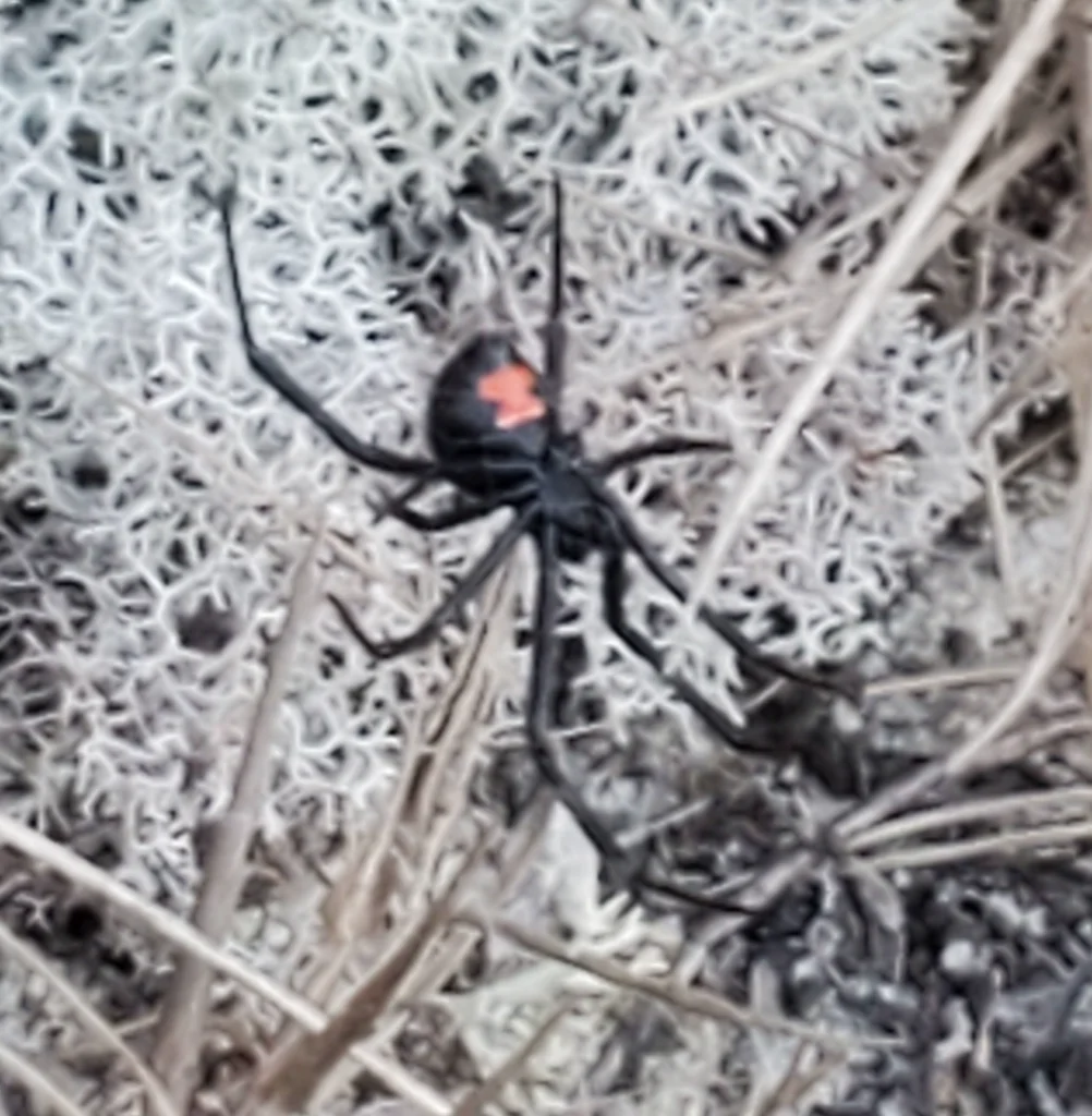 Black widow spider in natural habitat with visible red hourglass marking