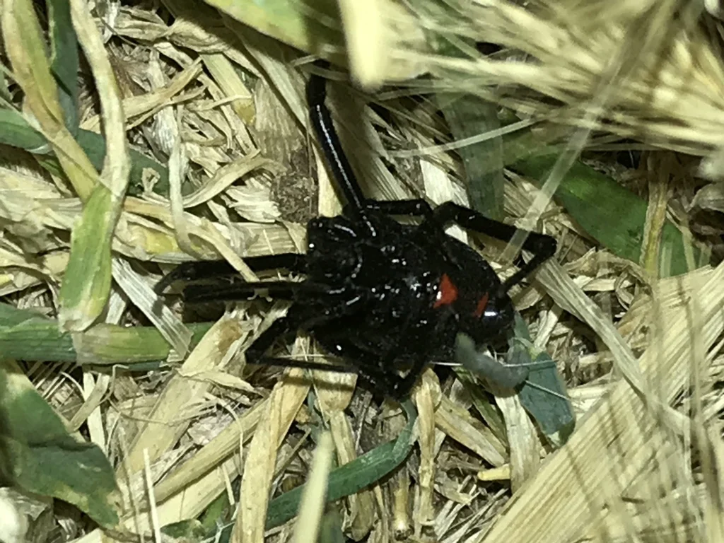 Western black widow spider on vegetation showing characteristic markings