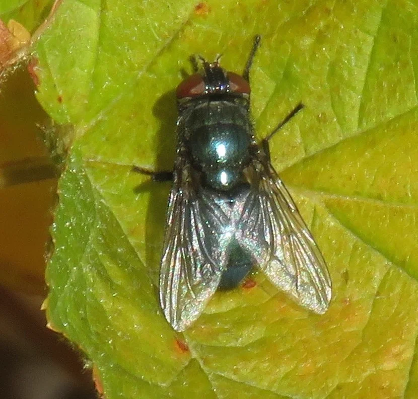 Black blow fly resting on a green leaf showing its dark metallic body