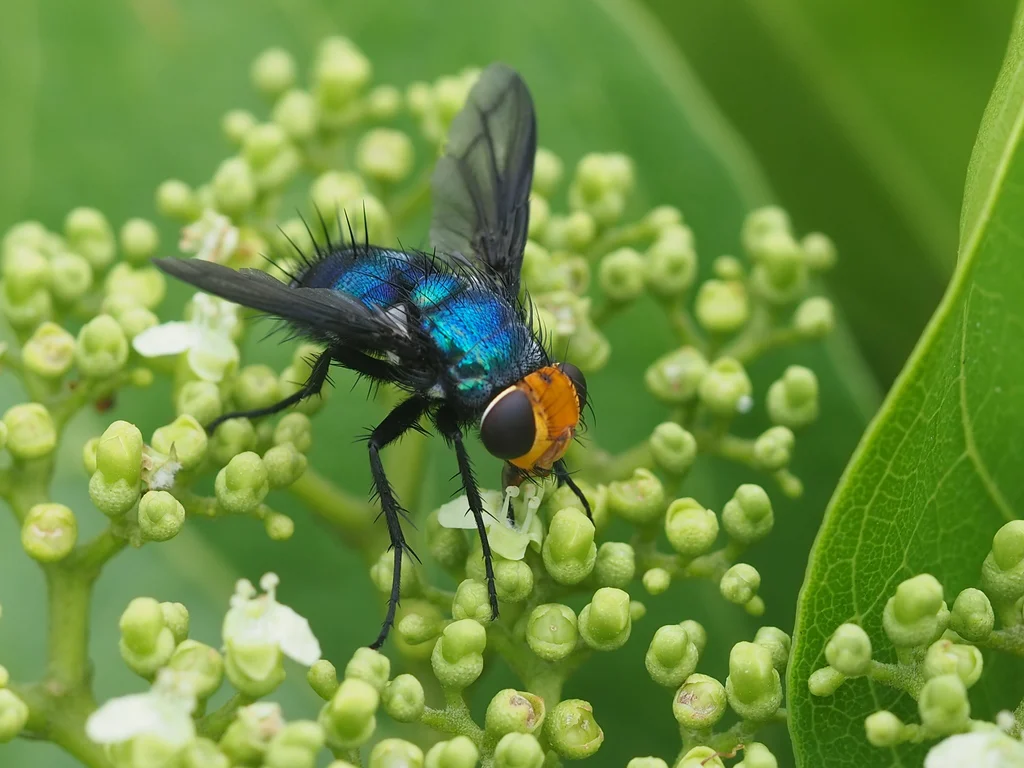Blue bottle fly feeding on white flowers