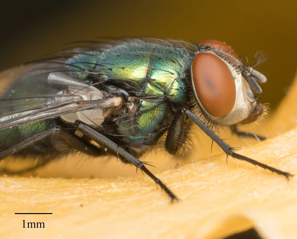 Side profile of a green bottle fly showing its large red compound eyes