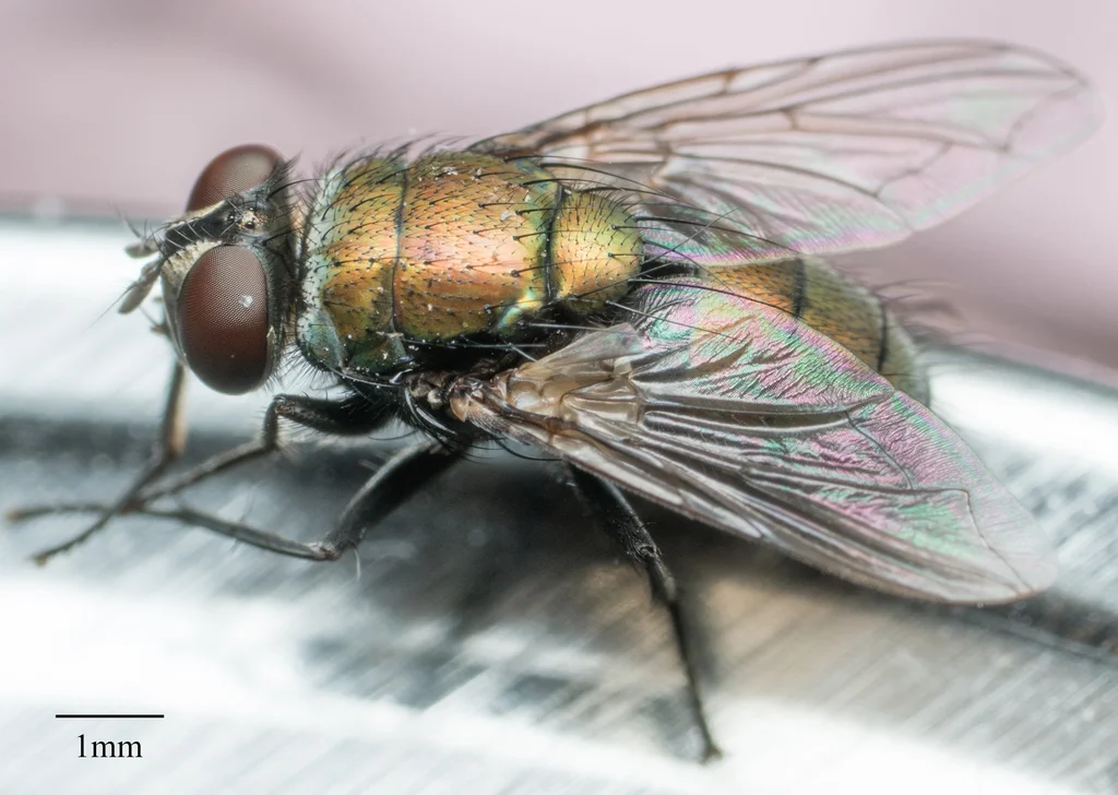 Close-up of a blow fly showing wing structure and body bristles