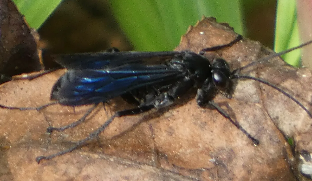 Close side view of a blue-black spider wasp on a dead leaf with blue iridescent wings folded over its back