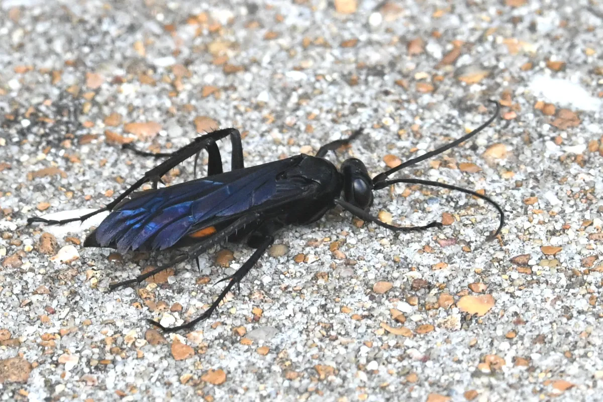 Blue-black spider wasp walking on a concrete sidewalk, a common place homeowners see them hunting
