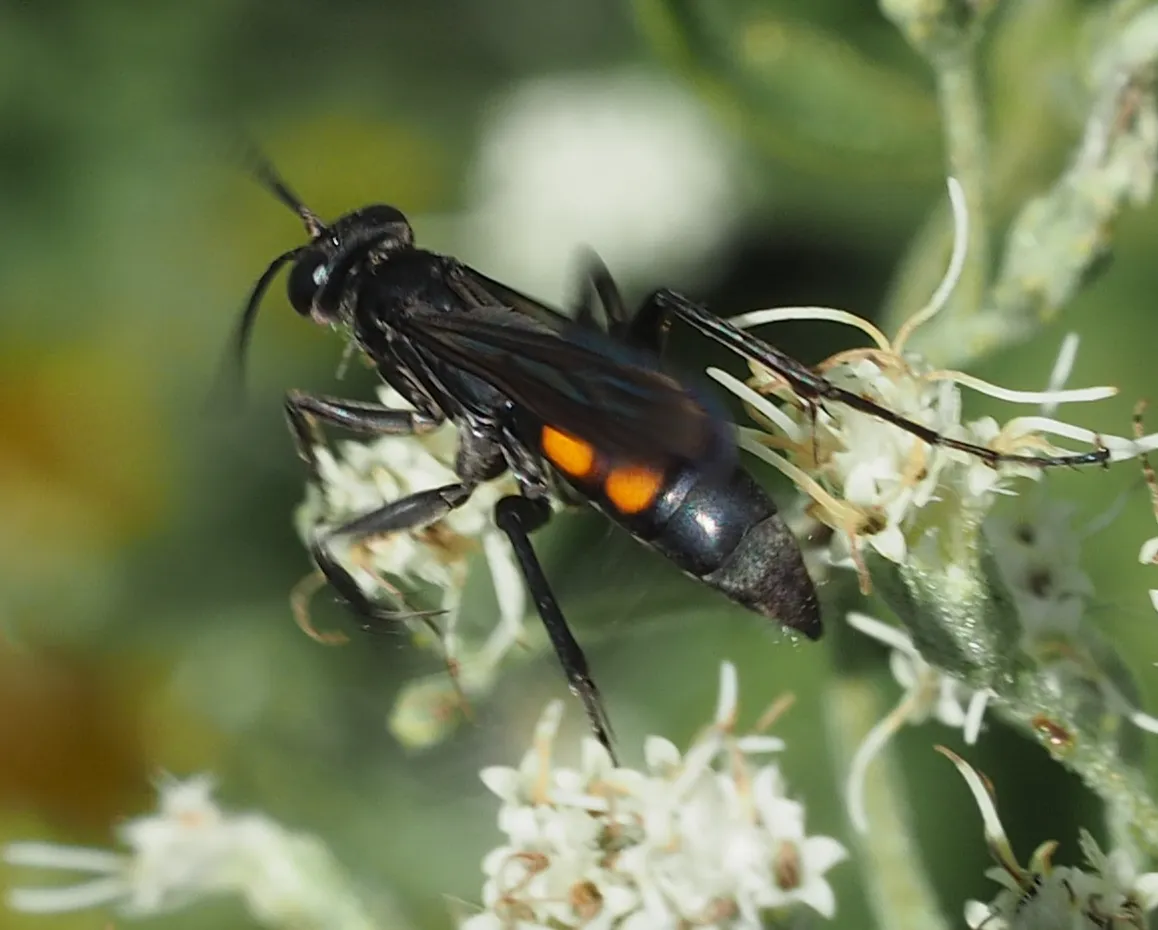 Orange-marked Anoplius spider wasp feeding on white flowers in Fairfax, Virginia