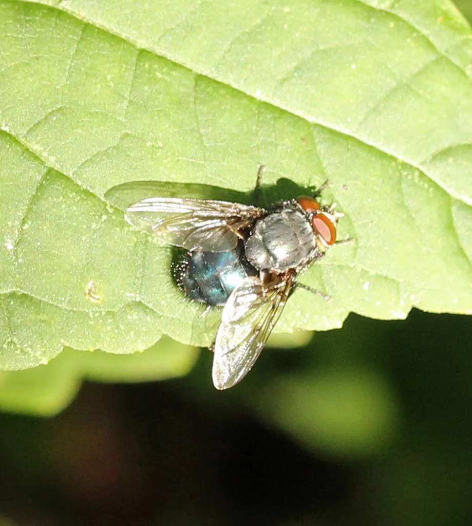 Blue bottle fly resting on a bright green leaf showing metallic blue body