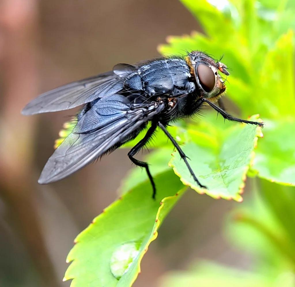 Blue bottle fly resting on a serrated leaf showing full body detail