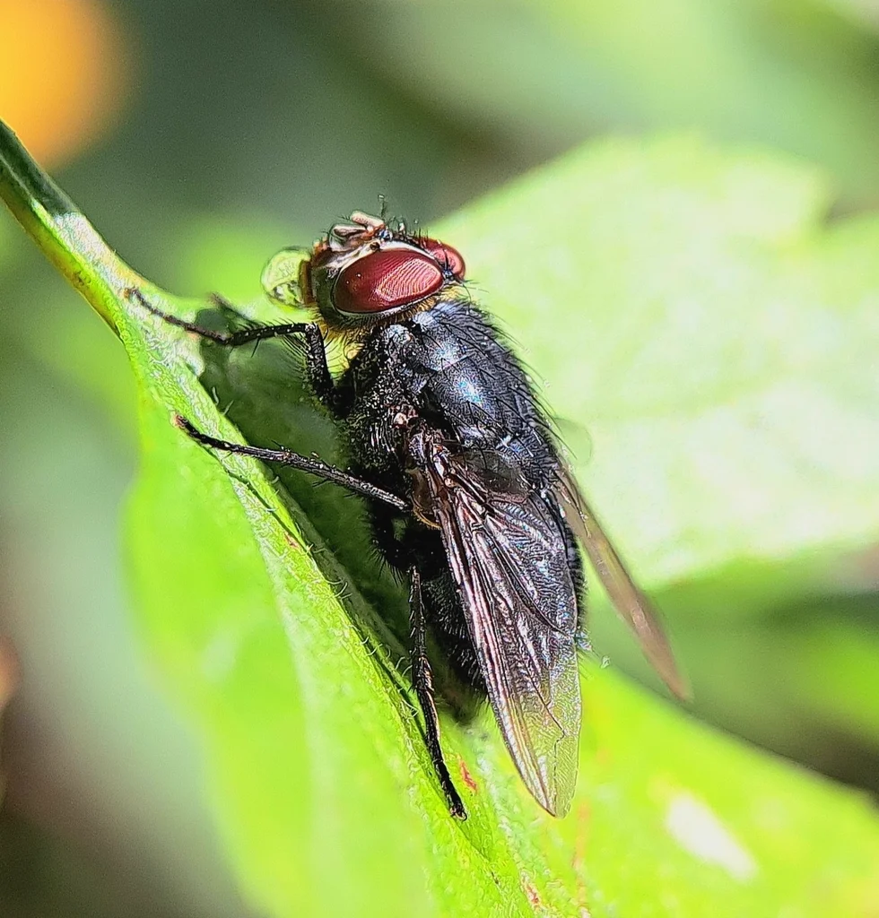 Side profile of a blue bottle fly on a leaf showing red compound eyes
