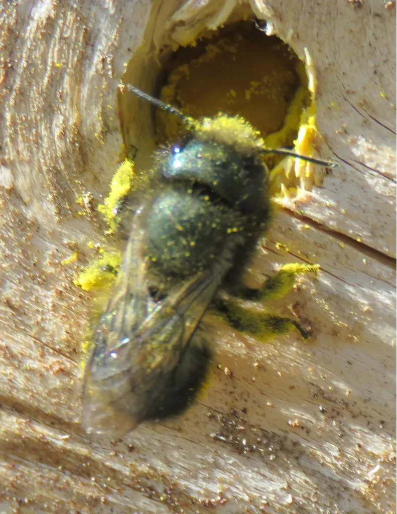 Blue orchard bee at nest entrance covered in yellow pollen