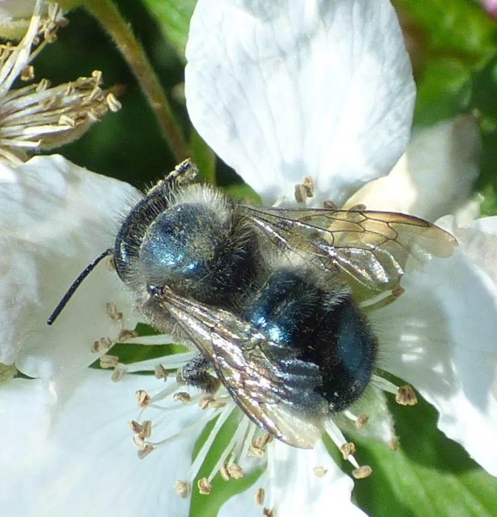 Blue orchard bee pollinating a white flower showing its dark metallic blue body
