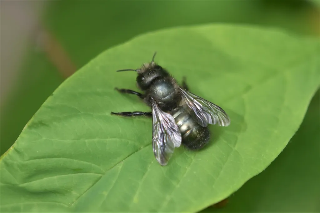 Blue orchard bee resting on a green leaf showing its full body, wings, and metallic blue coloring