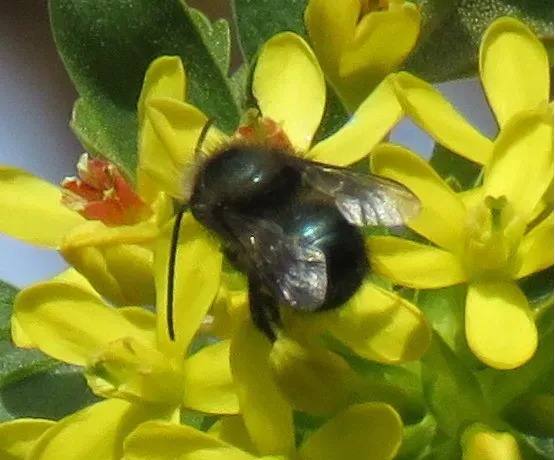 Blue orchard bee foraging on yellow flowers with visible pollen on its body