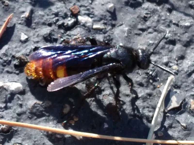 Blue-winged wasp resting on bare ground showing its black thorax and red-tipped abdomen from the side