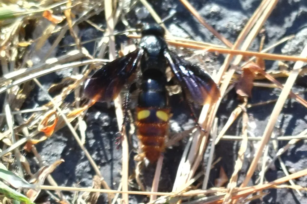 Blue-winged wasp viewed from above on dry grass, showing two yellow spots on its reddish-brown abdomen