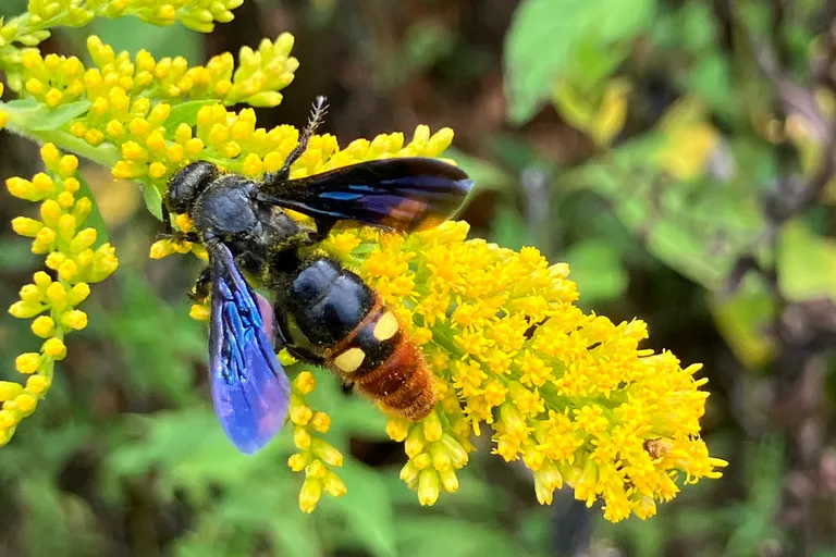 Blue-winged wasp visiting yellow goldenrod blooms in late summer