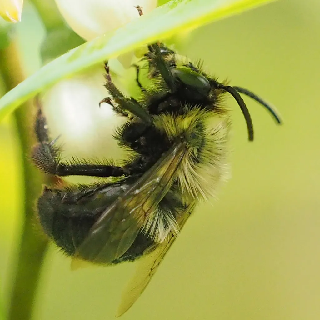 Blueberry bee hanging from blueberry flowers collecting pollen