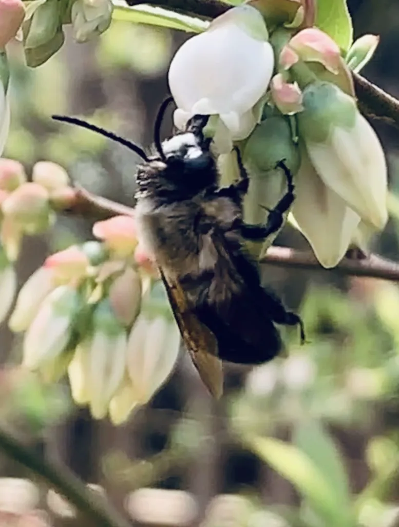 Blueberry bee foraging on white blueberry blossoms in spring