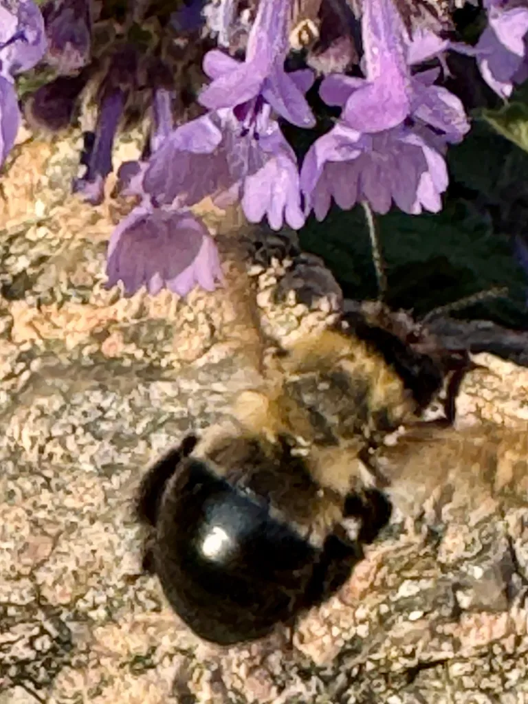 Blueberry bee resting on a stone near purple flowers showing its robust fuzzy body