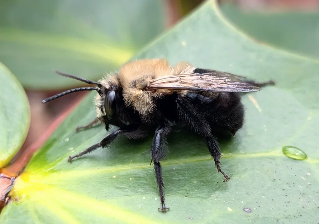 Side view of a blueberry bee on a leaf showing fuzzy tan hair and dark wings