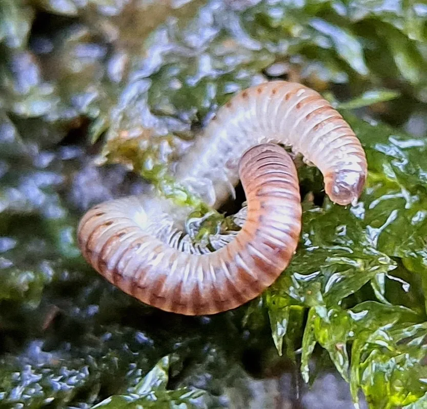 Blunt-tailed snake millipede showing pinkish-brown coloration on green moss