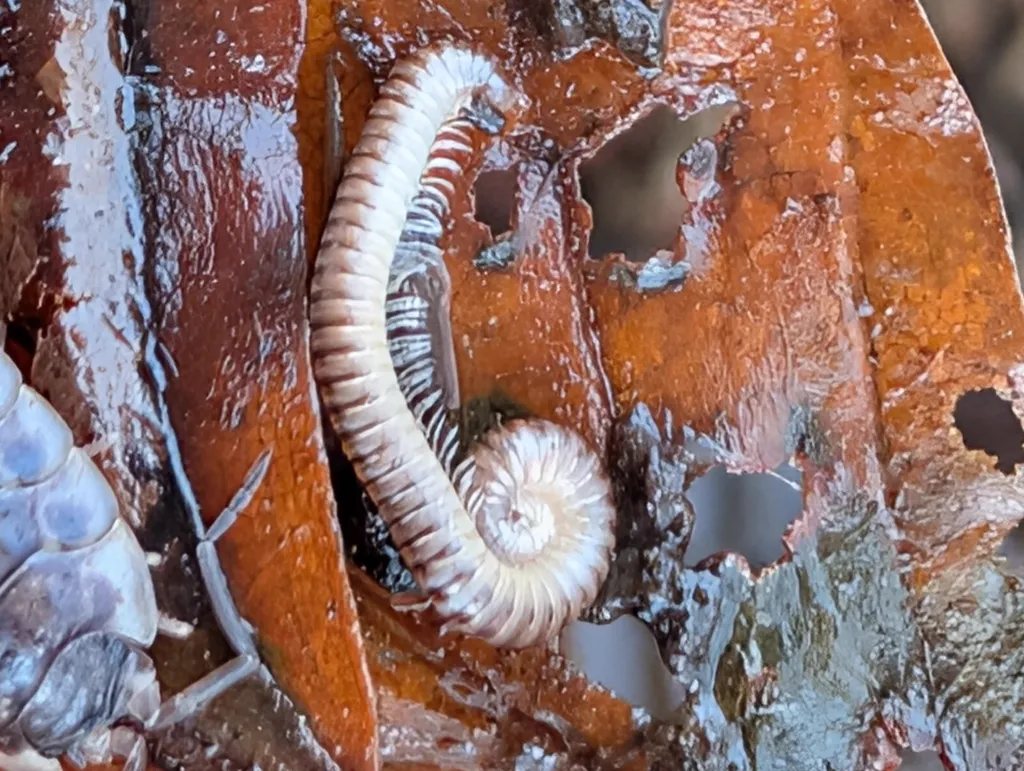 Blunt-tailed snake millipede coiled among decaying autumn leaves