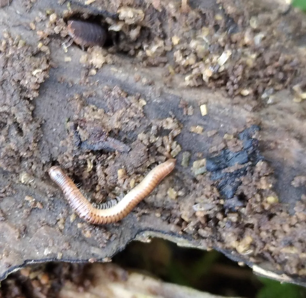 Extended blunt-tailed snake millipede on decomposing wood showing body segments