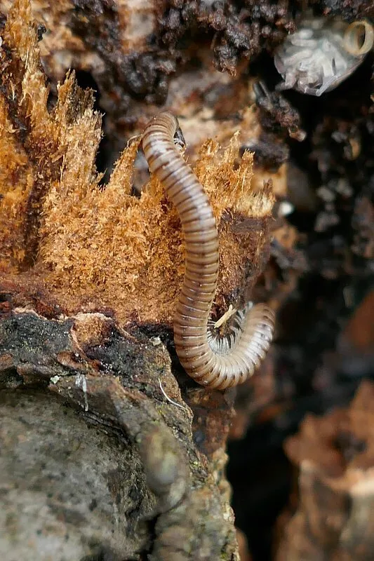 Blunt-tailed snake millipede on rotting wood in natural woodland habitat