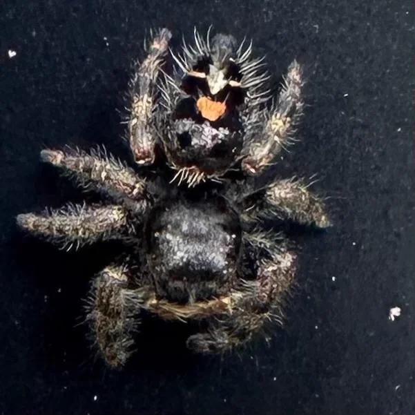 Dorsal view of bold jumping spider showing white triangular spot on black abdomen and orange face markings