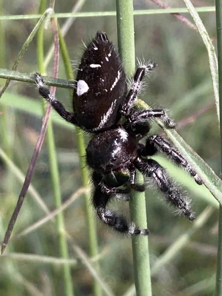 Bold jumping spider climbing on plant stem showing agile hunting posture and distinctive white markings