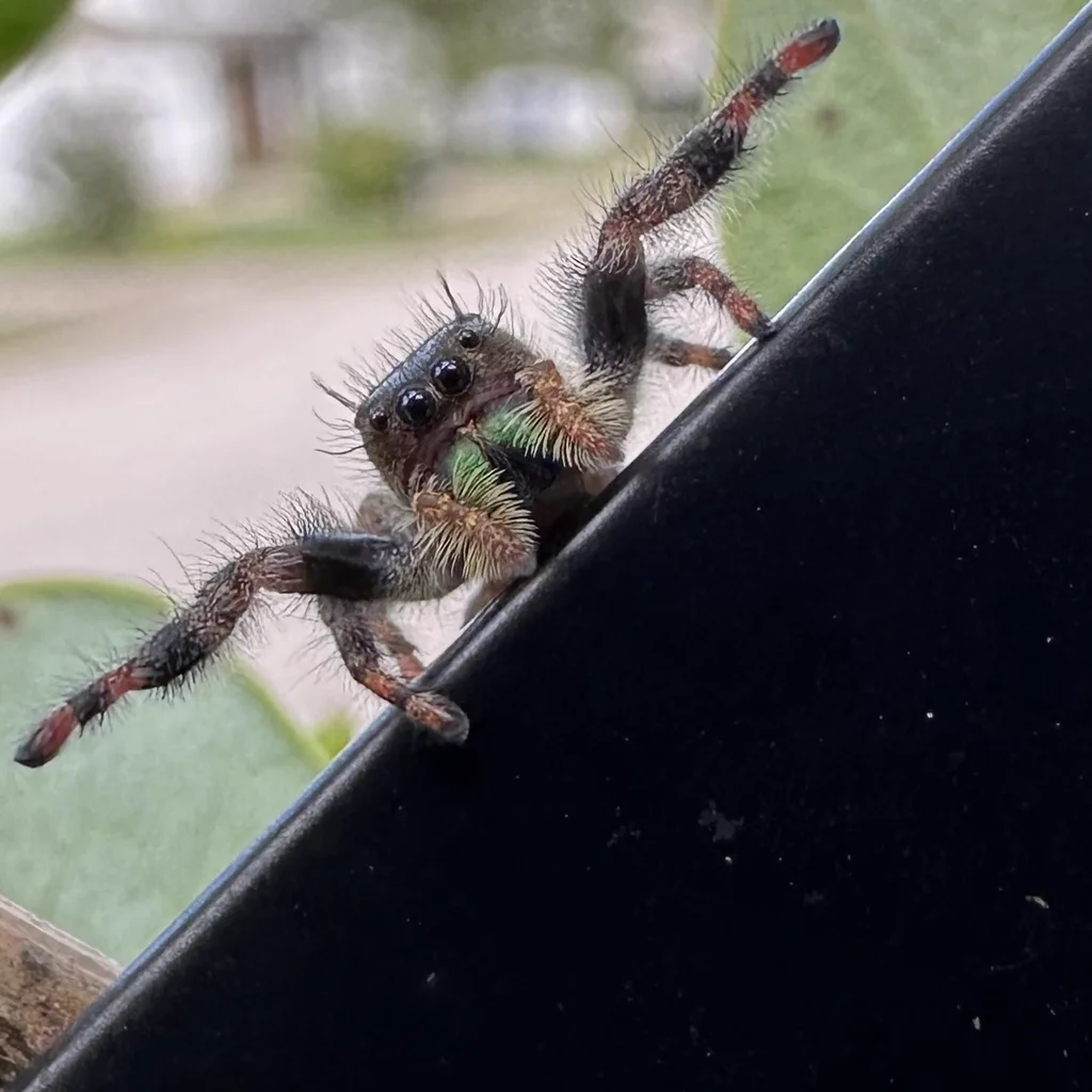 Bold jumping spider on pot edge showing green chelicerae and characteristic hunting posture