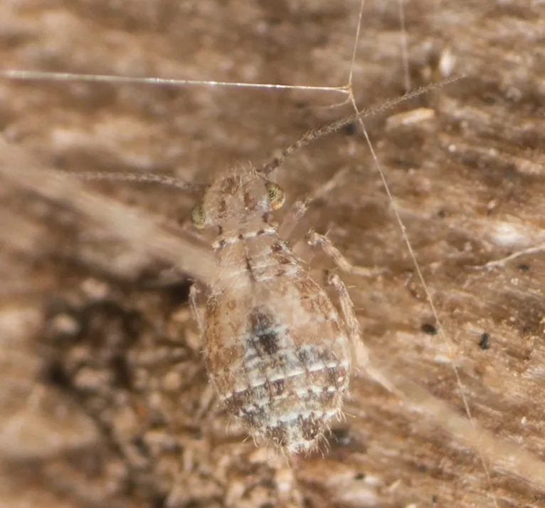 Close-up of booklouse showing long antennae and soft body