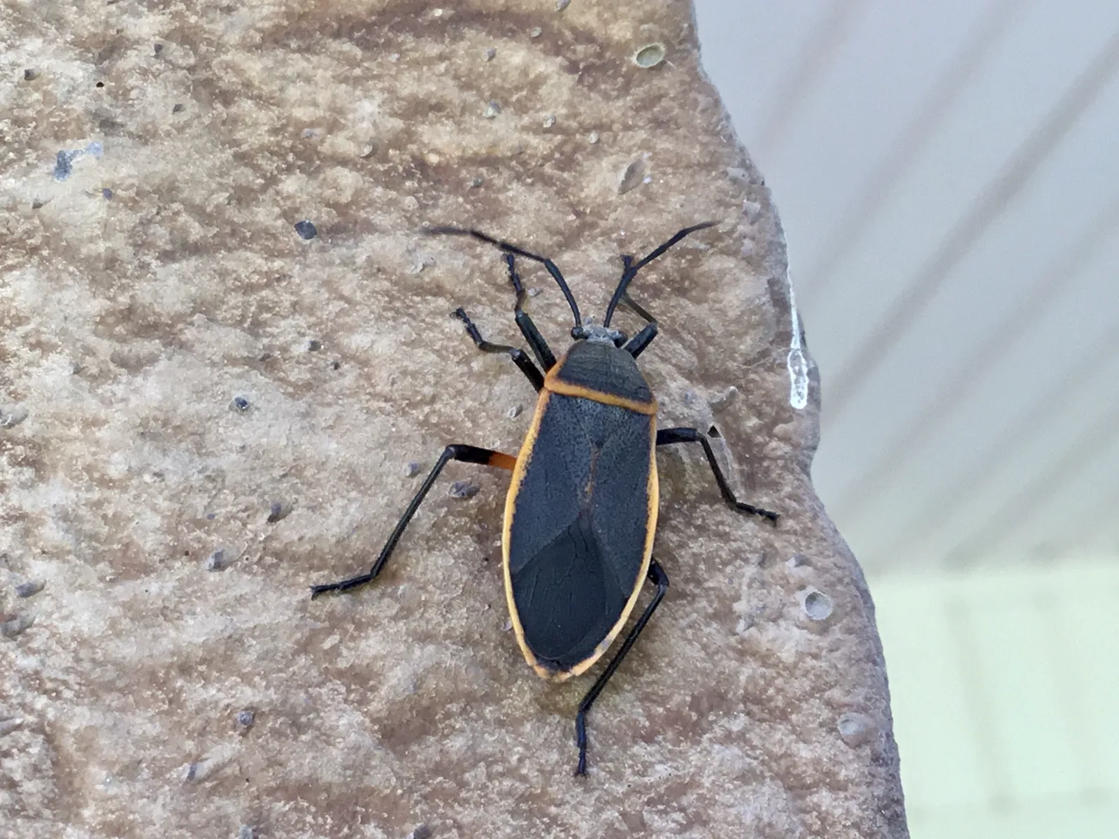 Bordered plant bug resting on a stone surface showing full body shape and orange wing margins