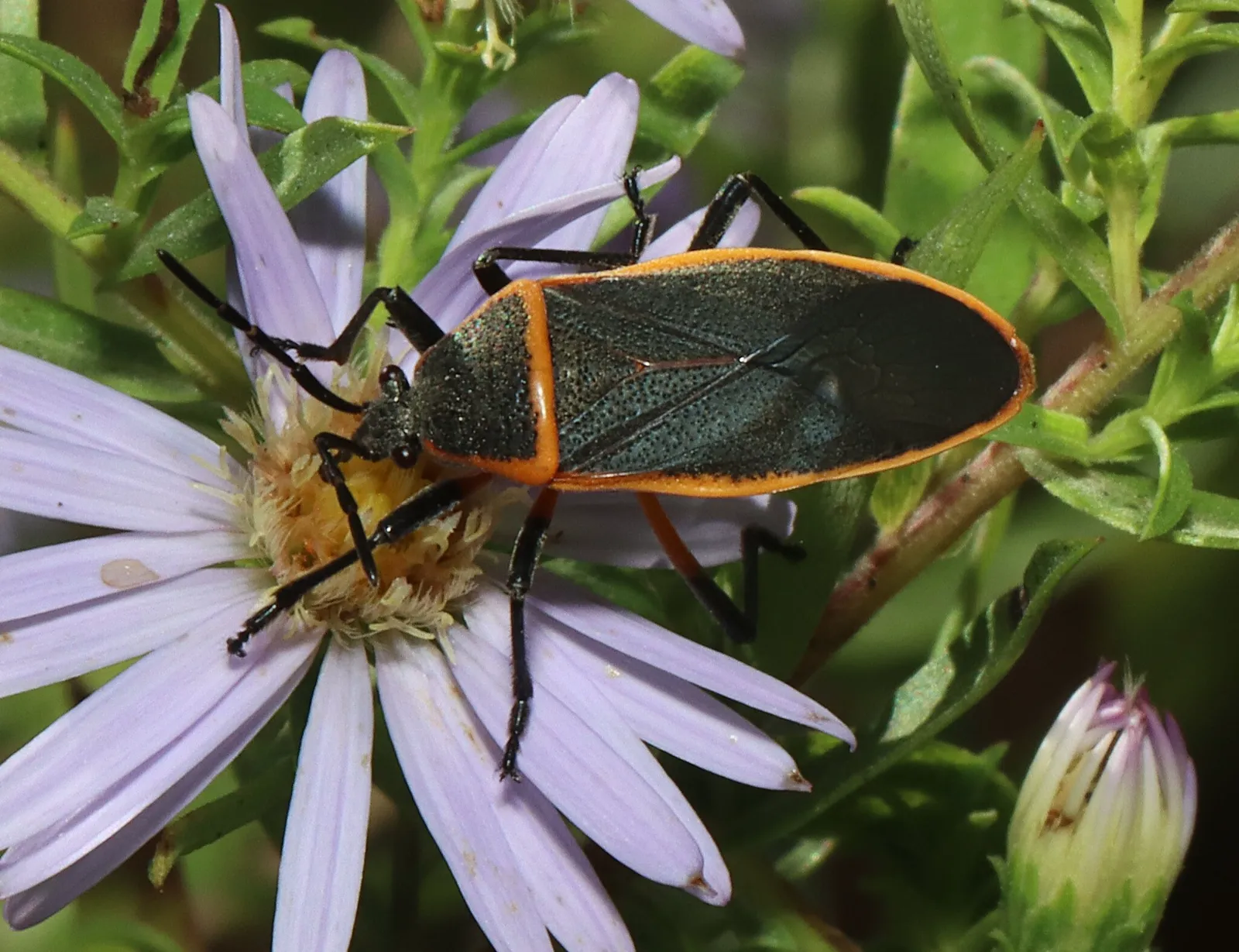 Bordered plant bug feeding on a purple aster flower in a garden setting