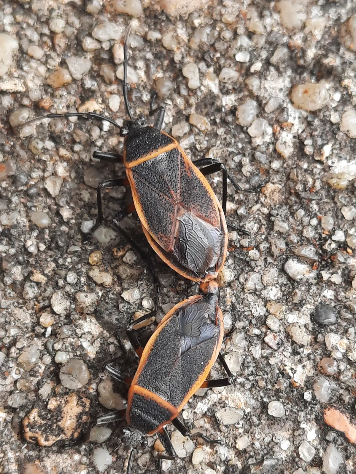 Two bordered plant bugs mating on pavement showing size comparison