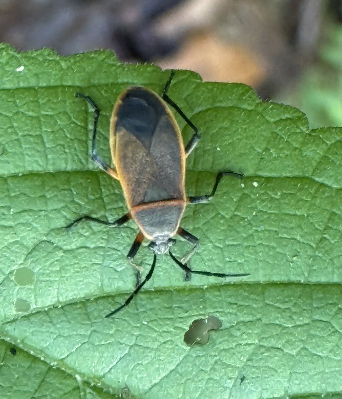 Bordered plant bug on a green leaf viewed from above with visible wing venation