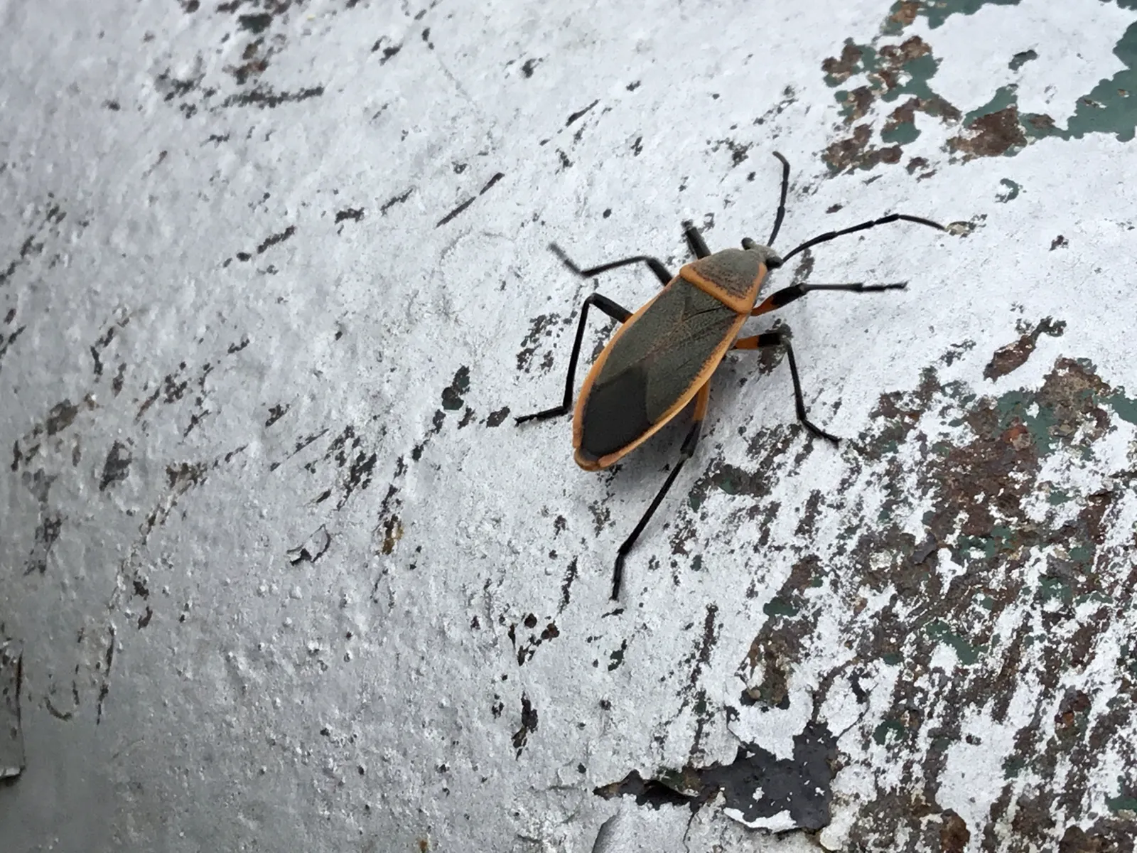 Bordered plant bug crawling on a painted exterior wall near a home