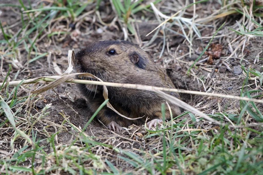 Botta's pocket gopher emerging from burrow entrance in grassy soil