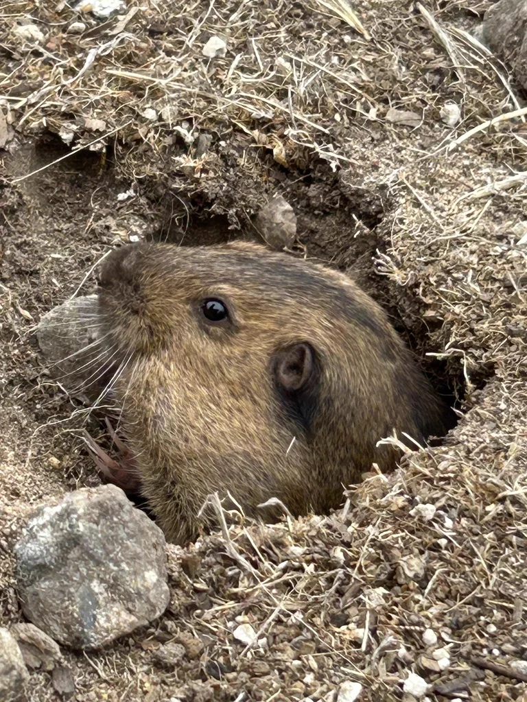 Botta's pocket gopher showing head and eye near tunnel opening