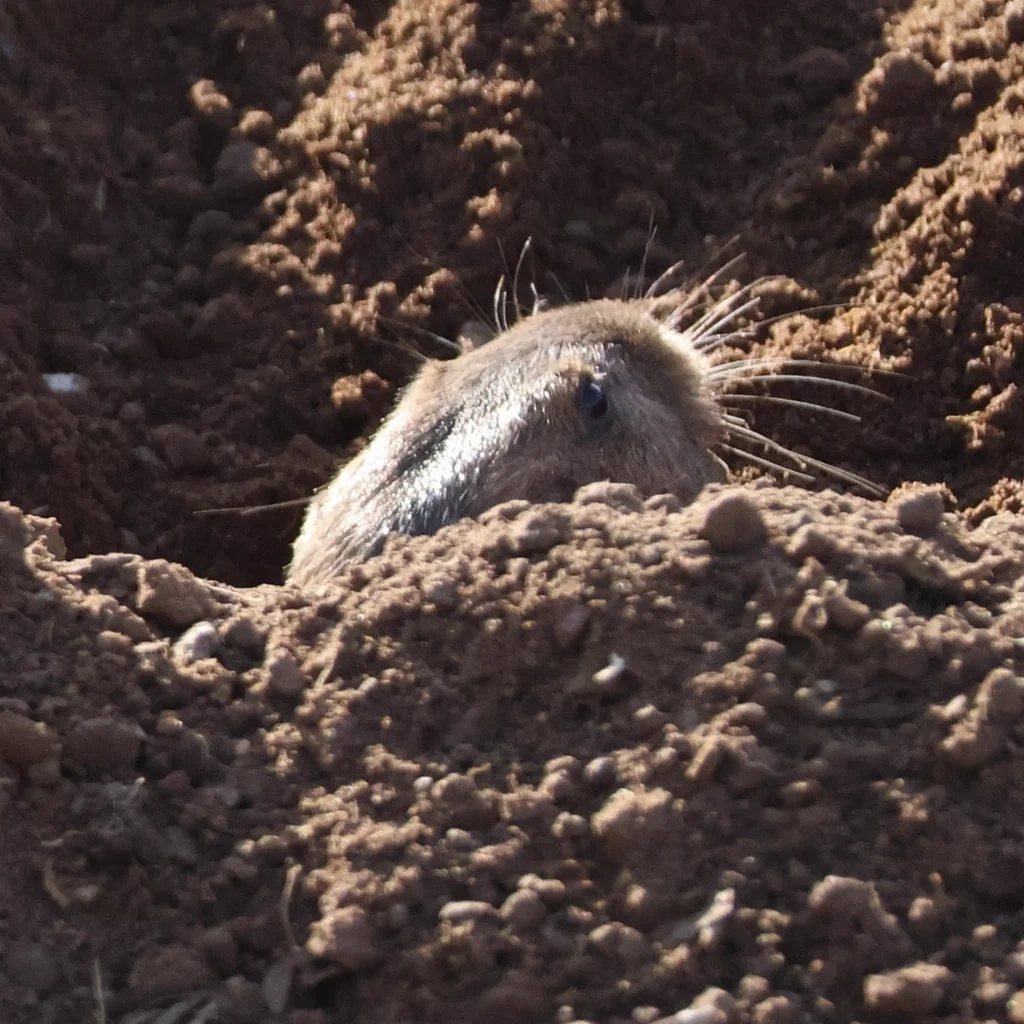 Botta's pocket gopher pushing soil from burrow mound