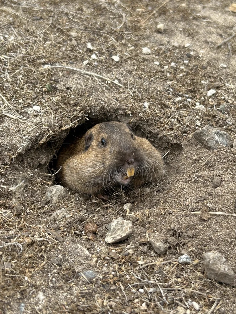 Botta's pocket gopher in burrow showing body shape