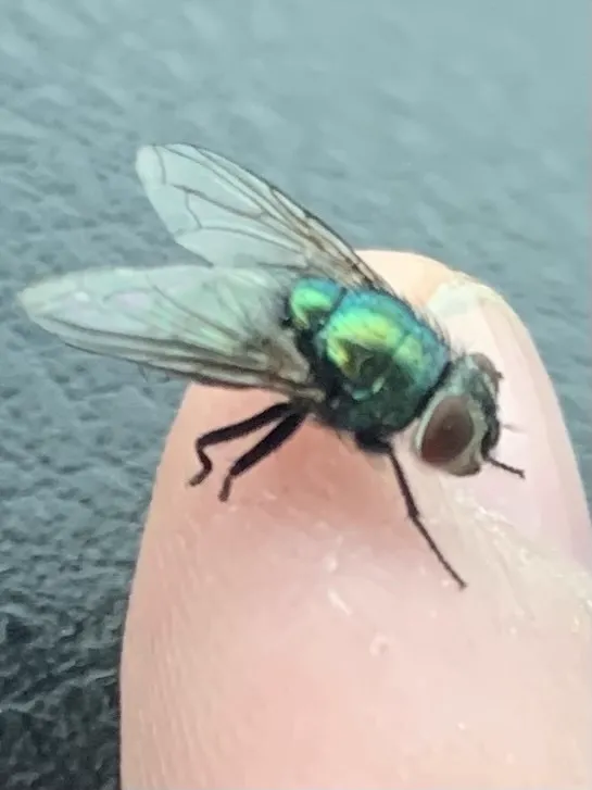 Green bottle fly on a fingertip demonstrating the small size of these insects