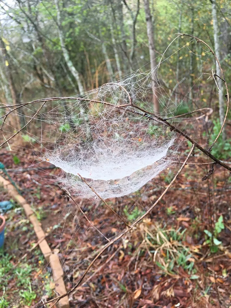 Bowl and doily spider web in a shrub with a silk bowl hanging above a flat silk sheet