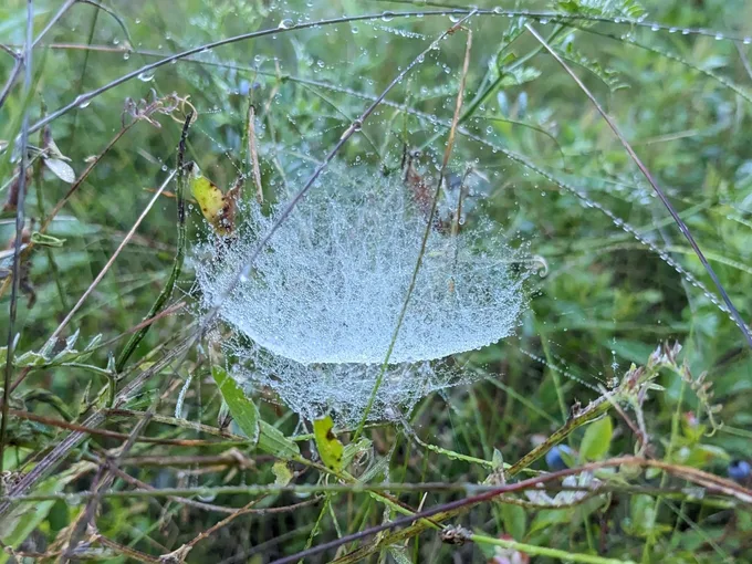 Dew-covered bowl and doily spider web in tall grass and low plants