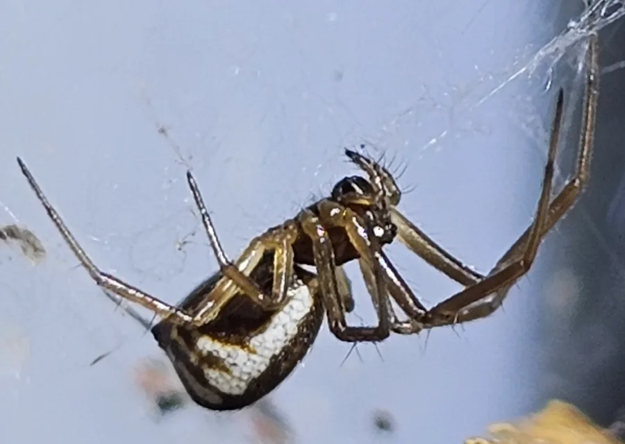 Side view of a bowl and doily spider showing its rounded black and white abdomen and long brown legs