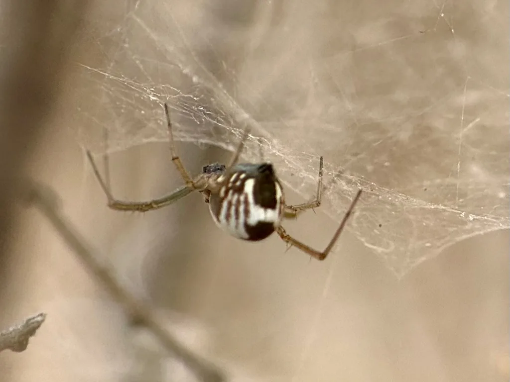 Bowl and doily spider hanging upside down beneath the bowl of its sheet web