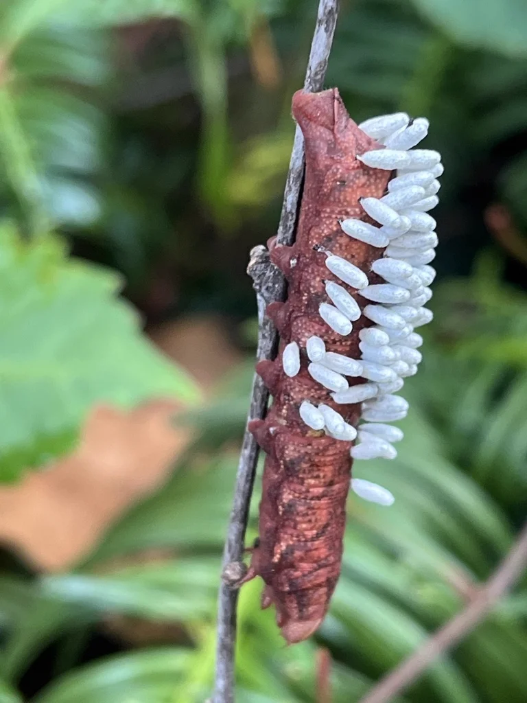 Caterpillar covered with white braconid wasp cocoons showing parasitism