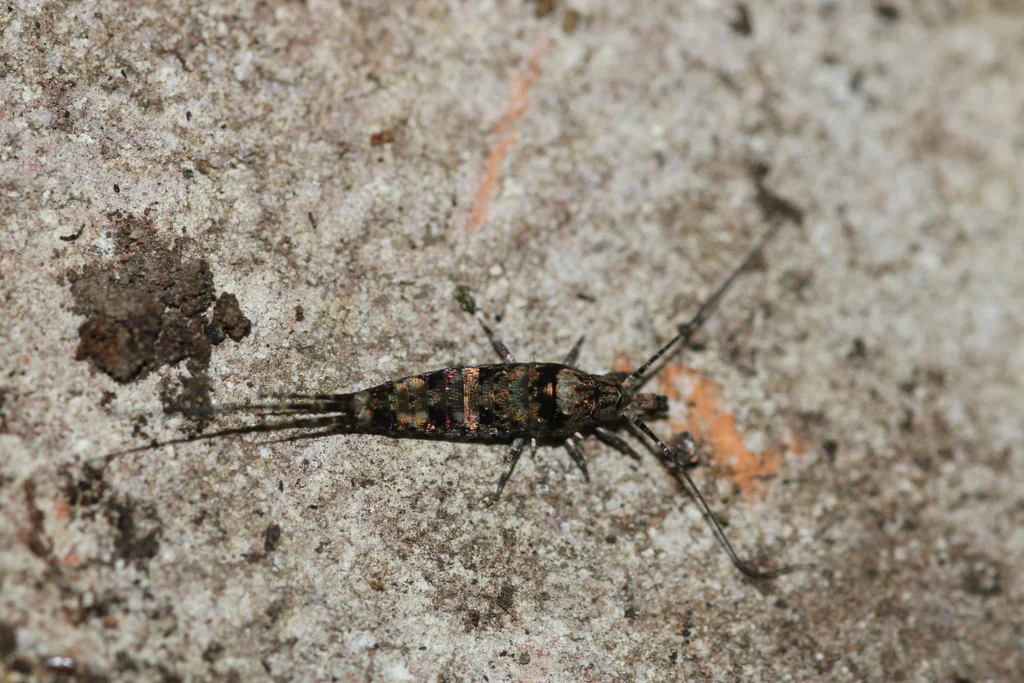 Close-up of bristletail showing mottled brown coloration and body segments