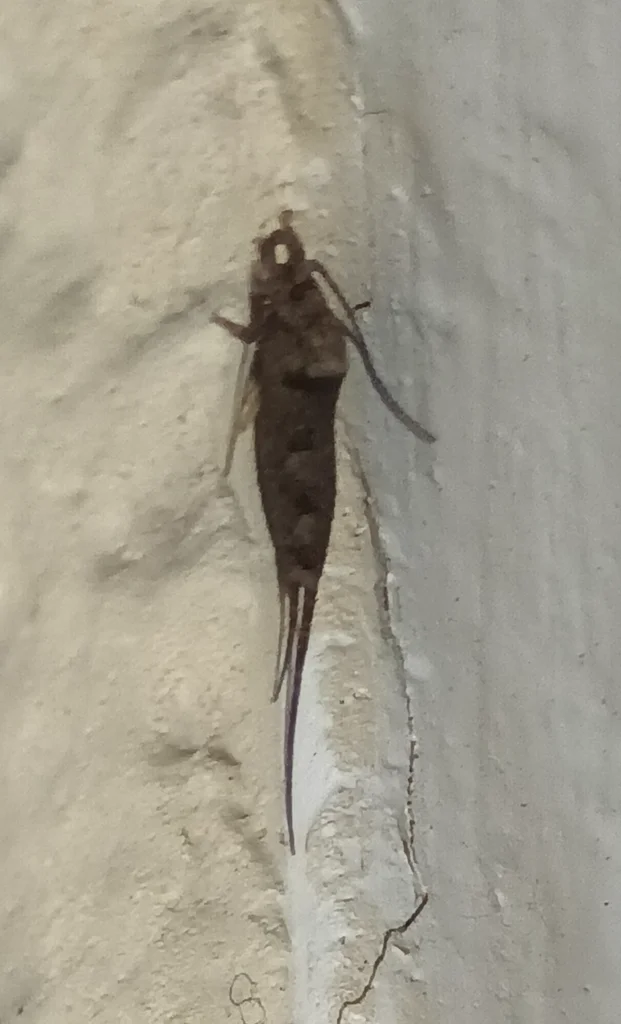 Jumping bristletail on a wall in residential setting